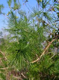 Image result for Asparagus laricinus