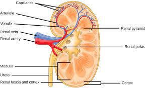 The renal medulla is split up into a number of sections, known as the renal pyramids. Kidney Structure Biology For Majors Ii