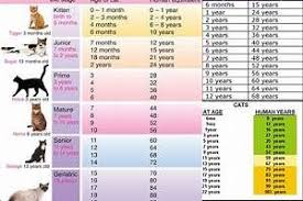 Cat Human Age Chart Bing Cat Age Calculator Dog Years Chart Dog Age Chart