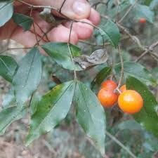 Image result for Strychnos