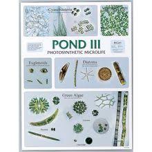 Pond Life Series Chart Set Carolina Com