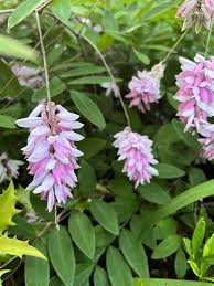 Image result for Indigofera demissa