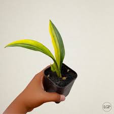 Image result for Sansevieria dooneri