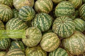 Image result for Citrullus lanatus