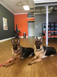 Subscribe to get news on upcoming litters and available long hair german shepherd puppies! Gsd Breeder Associates Wanted In Ohio Fleischerheim German Shepherds For Sale