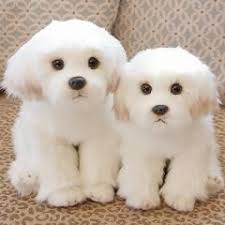 28 Indirim 24cm Sevimli Kucuk Beyaz Bichon Frise Doldurulmus Kopek Pelus Oyuncak Simulasyon Pet Kabarik Bebek Bebek Dogum 2020 Bichon Frise Bichon Ev Kopekleri