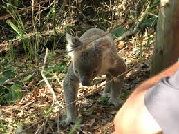 Koala At Noosa National Park Qld