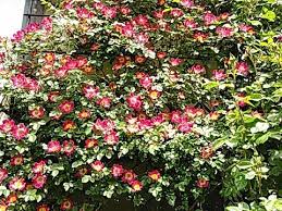 「カクテル 薔薇」の画像検索結果