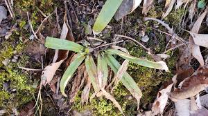 Image result for Acalypha caperonioides