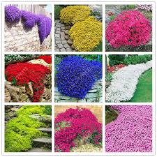 100 Pcs Sac Serpolet Graines Ou Multi Couleur Rock Cresson Graines Graines De Fleurs Vivaces Couvre Sol Fleur Jardin Decoration Flower Garden Decorations Flowers Perennials Flower Seeds