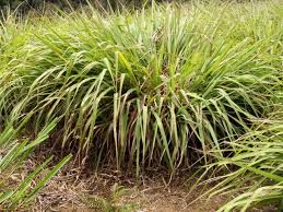 Serai wangi saat ini juga dimanfaatkan sebagai minyak wangi atsiri yang gunanya sebagai obat gatal. Cymbopogon Nardus Or Common Name Citronella Grass Serai Wangi As Mosquito Repellent Steemit