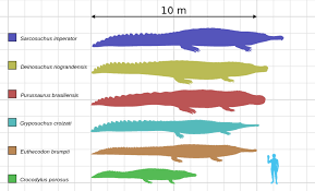Crocodile Size Chart Google Search In 2019 Crocodile