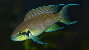 Image result for Dewildemania burundiensis