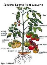 We did not find results for: The Seed Guy Tomato Plant Ailments And How You Should Facebook
