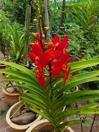 Akupun merasa tak tahan lagi dan akan segera memuntahkan laharku. Warisan Petani Orkid Kampungan