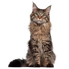 ‪Feral Cat Facts | Facts about Cats | Havahart® US‬‏