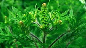 Toate produsele noastre sunt 100% integrale, românești și naturale. Cum AratÄƒ Ambrozia Cea Mai NocivÄƒ PlantÄƒ O PoÈ›i Avea FarÄƒ SÄƒ È™tii Antena 1