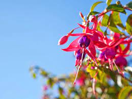 How To Grow Fuchsias Saga