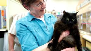 According to research, black kittens and black cats are showing the healthiest adoption rates that rescue groups have seen in years. Supporting Animal Shelters Nonprofits Near You Petsmart Charities