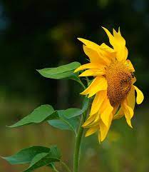 Sunflower Quotes 20 Best Sunflower Sayings With Images