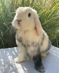 Tumblr Is A Place To Express Yourself Discover Yourself And Bond Over The Stuff You Love It S Where Your I In 2020 Cute Animals Cute Baby Bunnies Cute Funny Animals