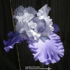 Check spelling or type a new query. Tall Bearded Iris Iris Love Lilt In The Irises Database Garden Org