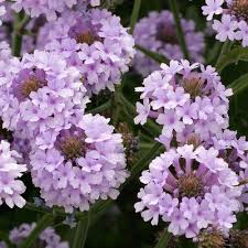 Image result for Nemesia lilacina