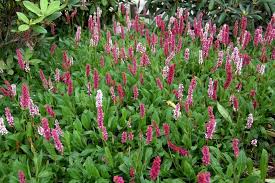 Schneckenknoterich Dimity Bistorta Affinis Dimity Mit Bildern Pflanzen Garten Pflanzen Pinke Blumen