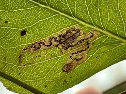 Image result for Stigmella poterii