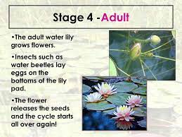 What Is The Life Cycle Of A Water Lily