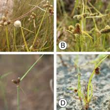 Image result for Alinula paradoxa