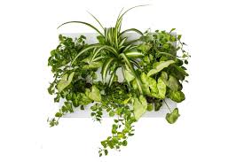 Indoor vertical gardening is very applicable to those with limited spaces. Ortisgreen Hang Oasi Home Indoor Vertical Garden Contains 1 White Planter Unit Design Your Own Living Wall With Vertical Gardening Planters Use Indoors Holds 6 Plants