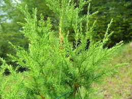 Image result for Juniperus procera