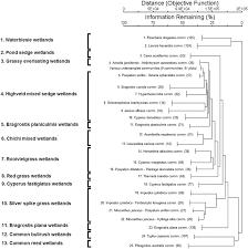 Image result for Scleria welwitschii