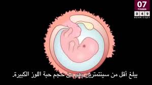 وهنا على وهن فيلم وثائقي عن مراحل تكون الجنين خلال التسعه الأشهر من الحمل Youtube