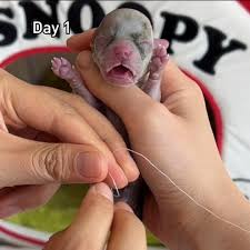 training a caique like a dog