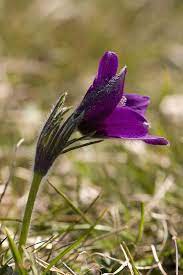 Pasqueflower Pulsatilla Vulgaris Plants Flores Settings