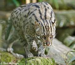 Fishing Cat International Society For Endangered Cats Isec Canada