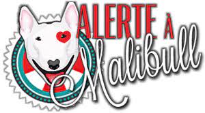 Alerte a malibull july 8 at 4:39 am ️ juan carlos et june attendent toujours leur famille 😢 ️ ce sont de. Alerte A Malibull Sauvetage Et Placement English Bull Terrier