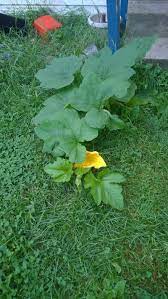 Butternut squash for babies can be given at the age of six months as a part of their solid food diet. Squash Plant Identification