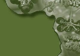 Image result for Solanum grossidentatum