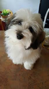 Teddy bear puppies for sale in wayland iowa. Teddy Bear Puppies For Sale In Wayland Iowa Bmo Show