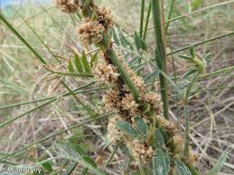Image result for Cuscuta approximata