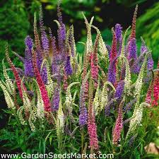Pseudolysimachion spicatum) is a species of flowering plant in the family plantaginaceae. Spiked Speedwell Sightseeing Mix Seeds Veronica Spicata 1000 Seeds Garden Seeds Market Free Shipping