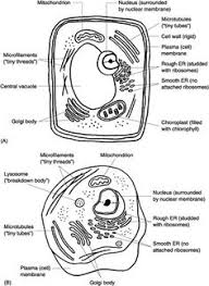 Maybe you would like to learn more about one of these? 15 Cell Structure Ideas Cell Structure Cell Animal Cell