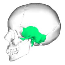 Located on the frontal and lateral planes of the face. Temporal Bone Wikipedia