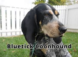 Tell your friends, neighbors, or guests to hold it in different positions, rub its muzzle, finger its feet, and stroke its back. Bluetick Coonhound Bluetick Personality Appearances And Hd Photos