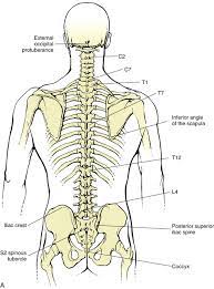 Areas of the back anatomy. Surface Anatomy Of The Back And Vertebral Levels Of Clinically Important Structures Basicmedical Key