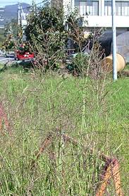 Image result for Arundinella