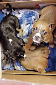 Our primary focus will be to assist the local animal shelters (animal foundation and henderson shelter) with the pets who have been given limited time to be adopted. Espanola Humane Struggles To Feed Its Residents Local News Santafenewmexican Com